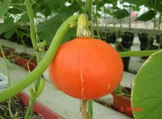 知道最甜最面的南瓜品種嗎？盤點(diǎn)十種有營(yíng)養(yǎng)的甜面南瓜...