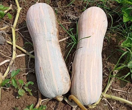 生吃都好吃南瓜新品種，沒有大肚子，肉質(zhì)更密致，農(nóng)戶試種下