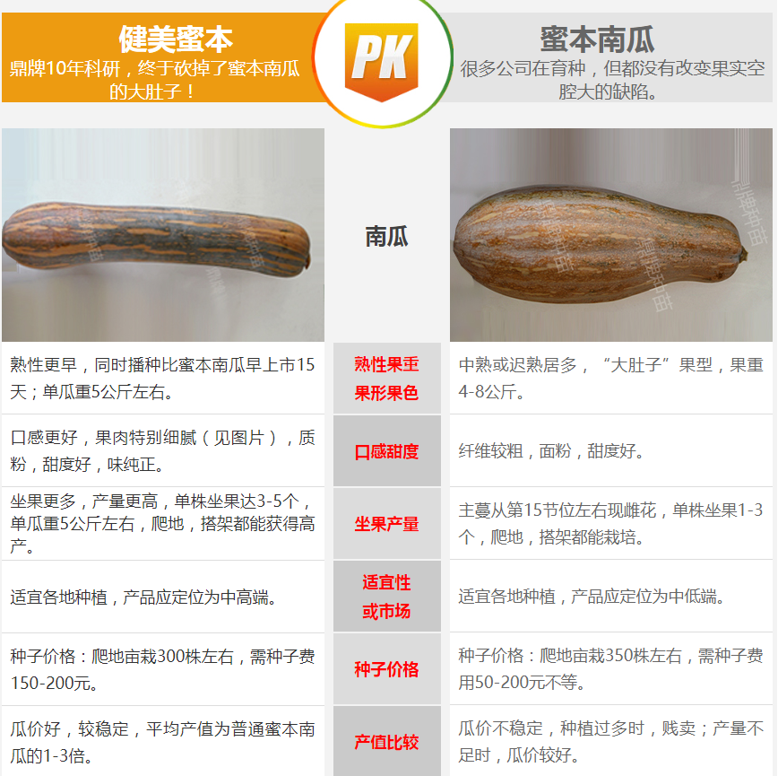 生吃都好吃南瓜新品種，沒有大肚子，肉質(zhì)更密致，農(nóng)戶試種下
