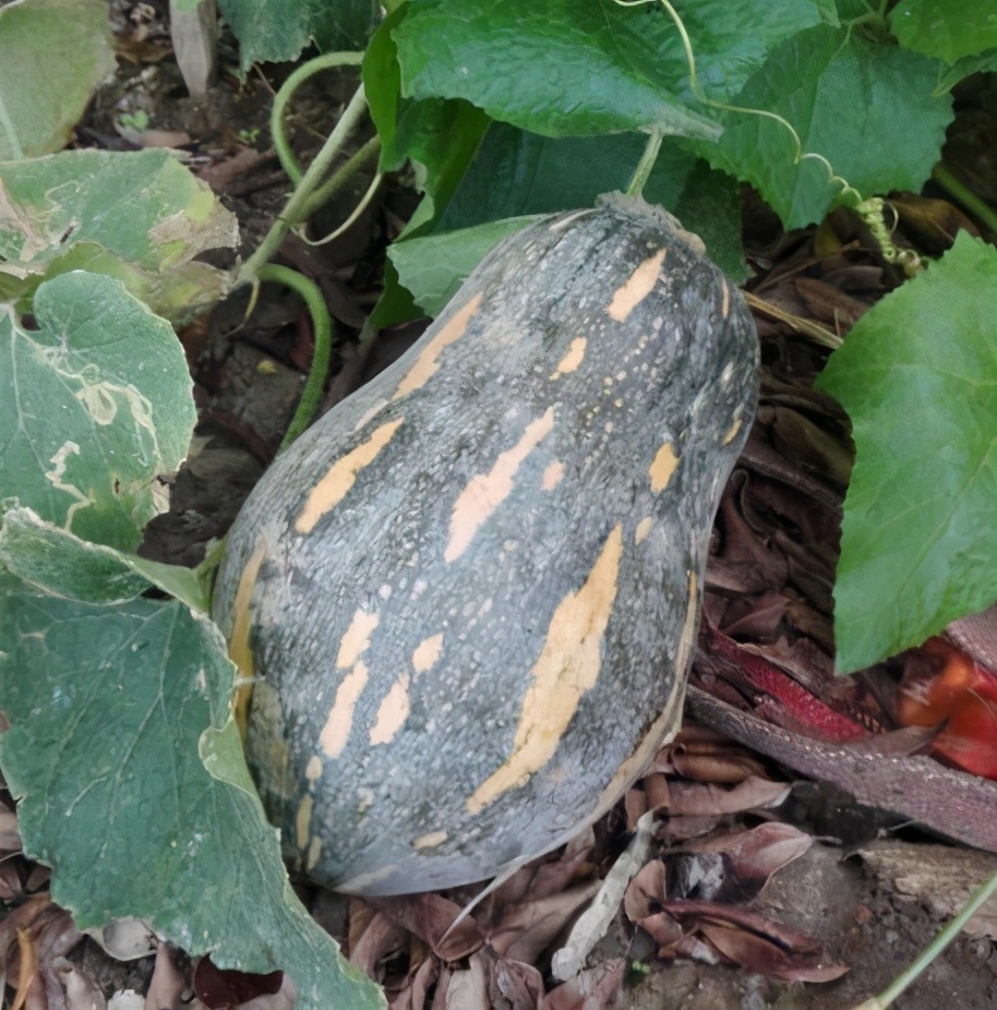 2020年，市面上的南瓜品種哪個(gè)口感最好、最甜、最值得種植？