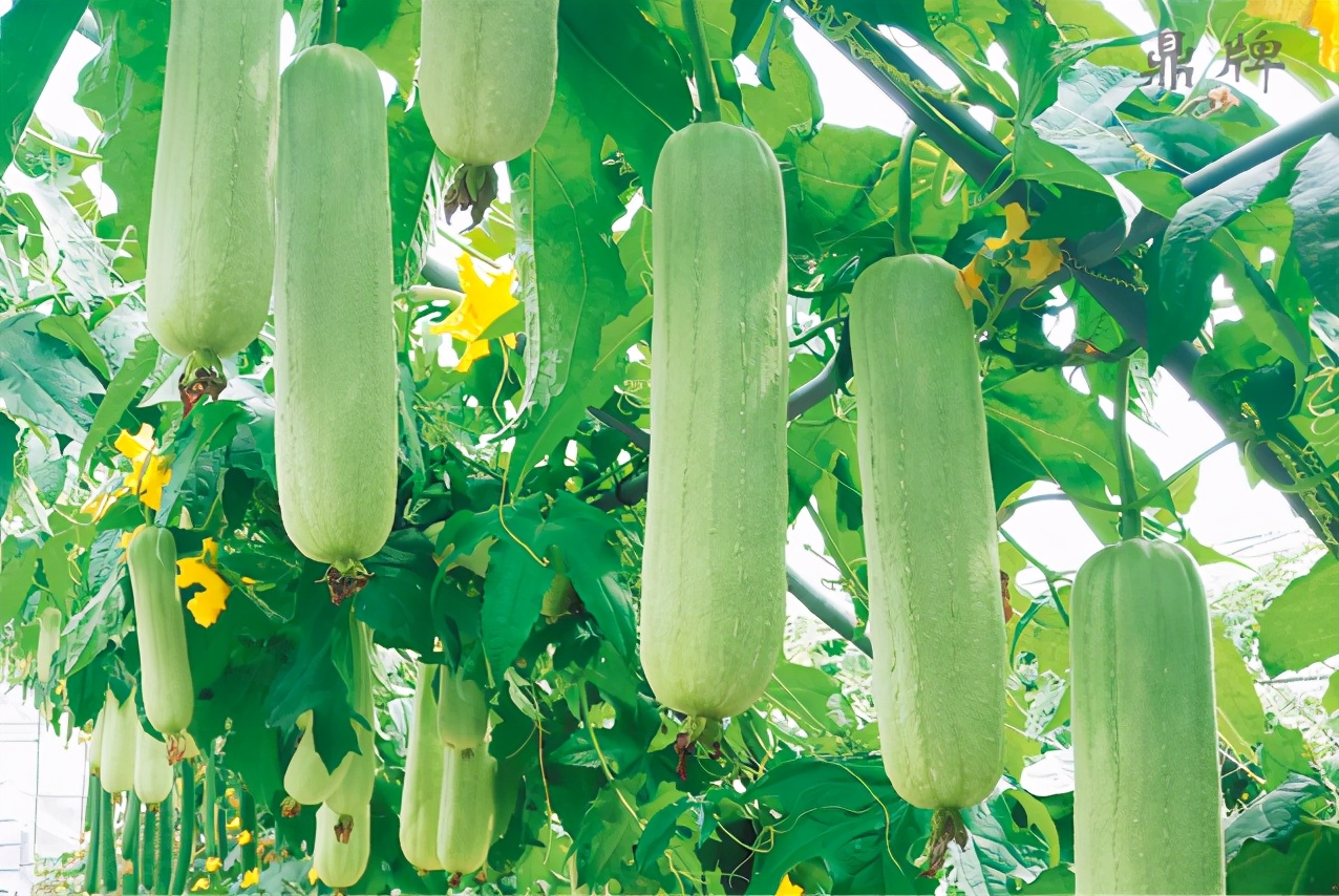 絲瓜新品種層不出窮，2021年，哪個(gè)絲瓜品種最值得種植？