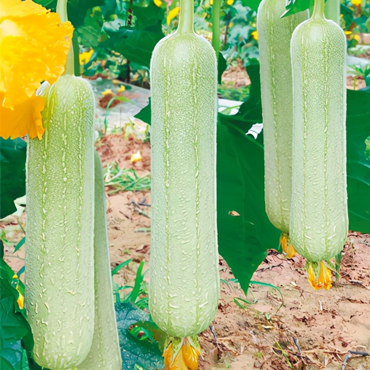 絲瓜新品種層不出窮，2021年，哪個(gè)絲瓜品種最值得種植？