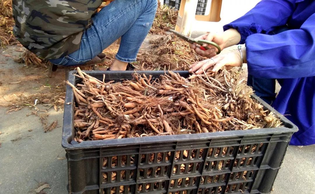 一斤接近20塊，原來它才是最火的國民蔬菜！全國都適種