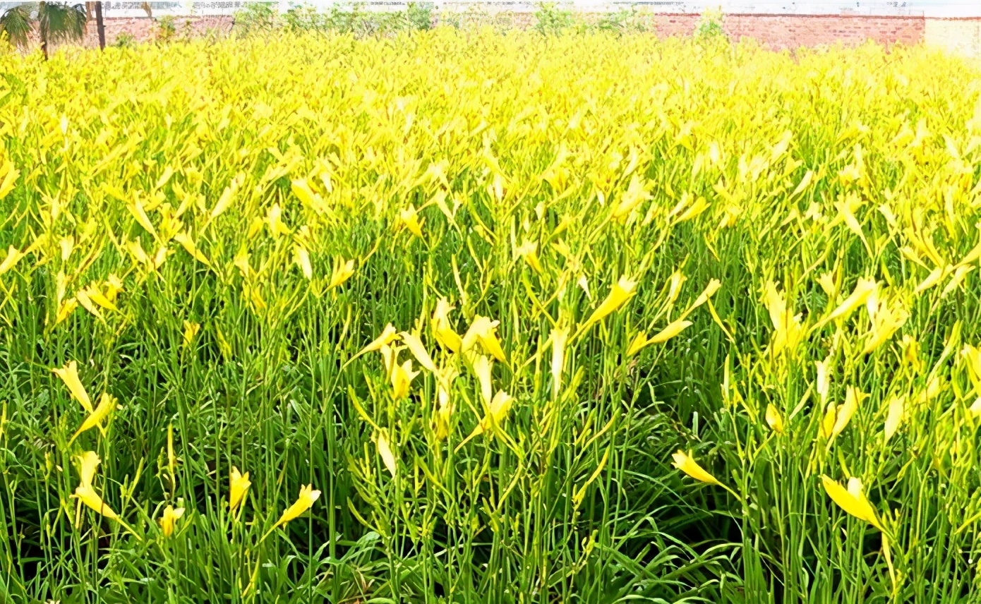 一斤接近20塊，原來它才是最火的國民蔬菜！全國都適種