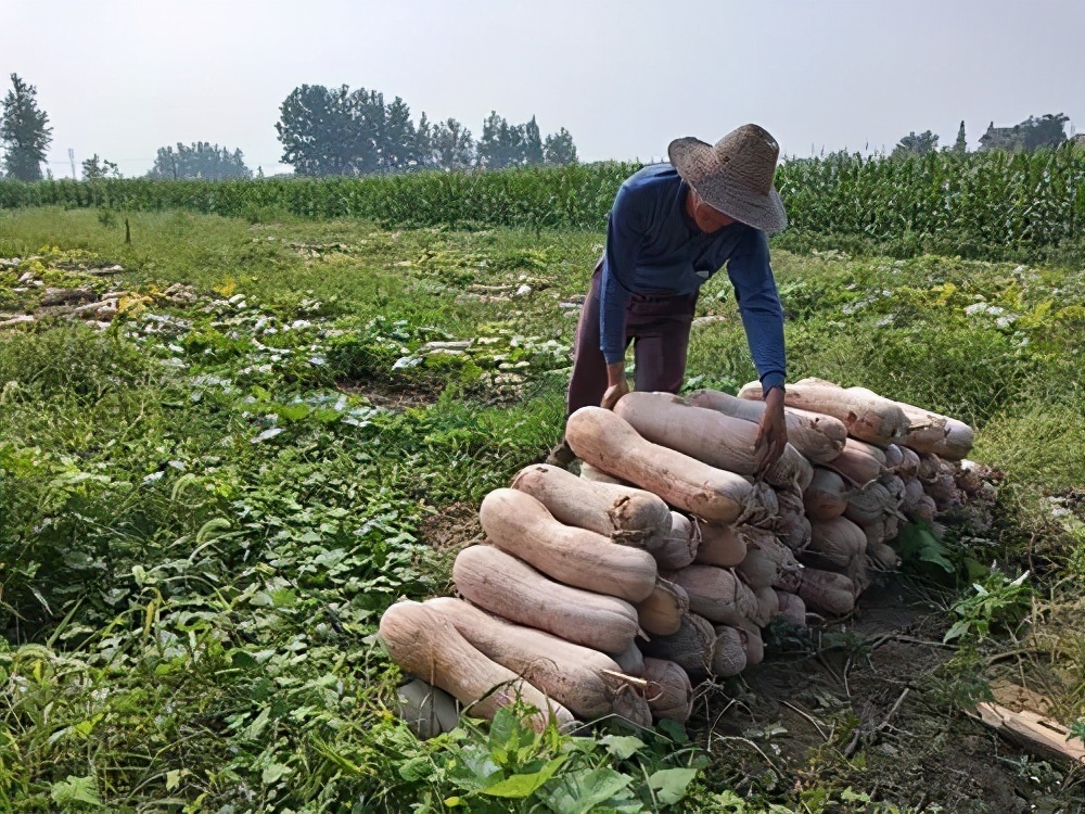 一位轉(zhuǎn)業(yè)后的特種兵，辦農(nóng)場(chǎng)種瓜菜，靠1個(gè)優(yōu)點(diǎn)，年賺200萬(wàn)