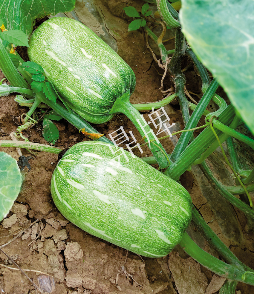 畝產(chǎn)6000公斤的南瓜上市，20年科研他就為打造1個(gè)爆款品種