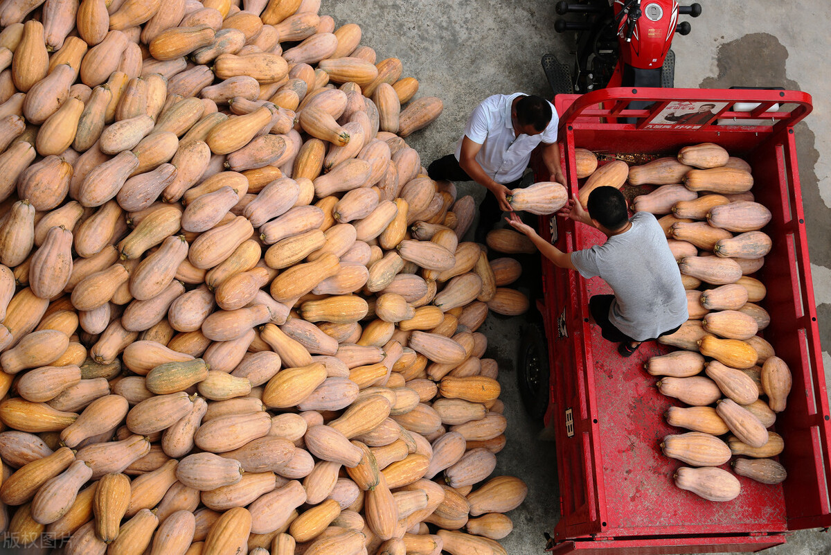 畝產(chǎn)6000公斤的南瓜上市，20年科研他就為打造1個(gè)爆款品種