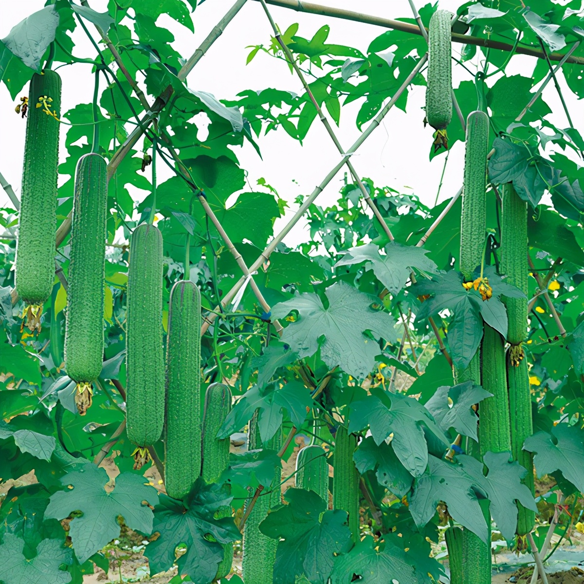 這個(gè)絲瓜畝產(chǎn)可達(dá)8000公斤，菜農(nóng)2021年致富的絲瓜品種