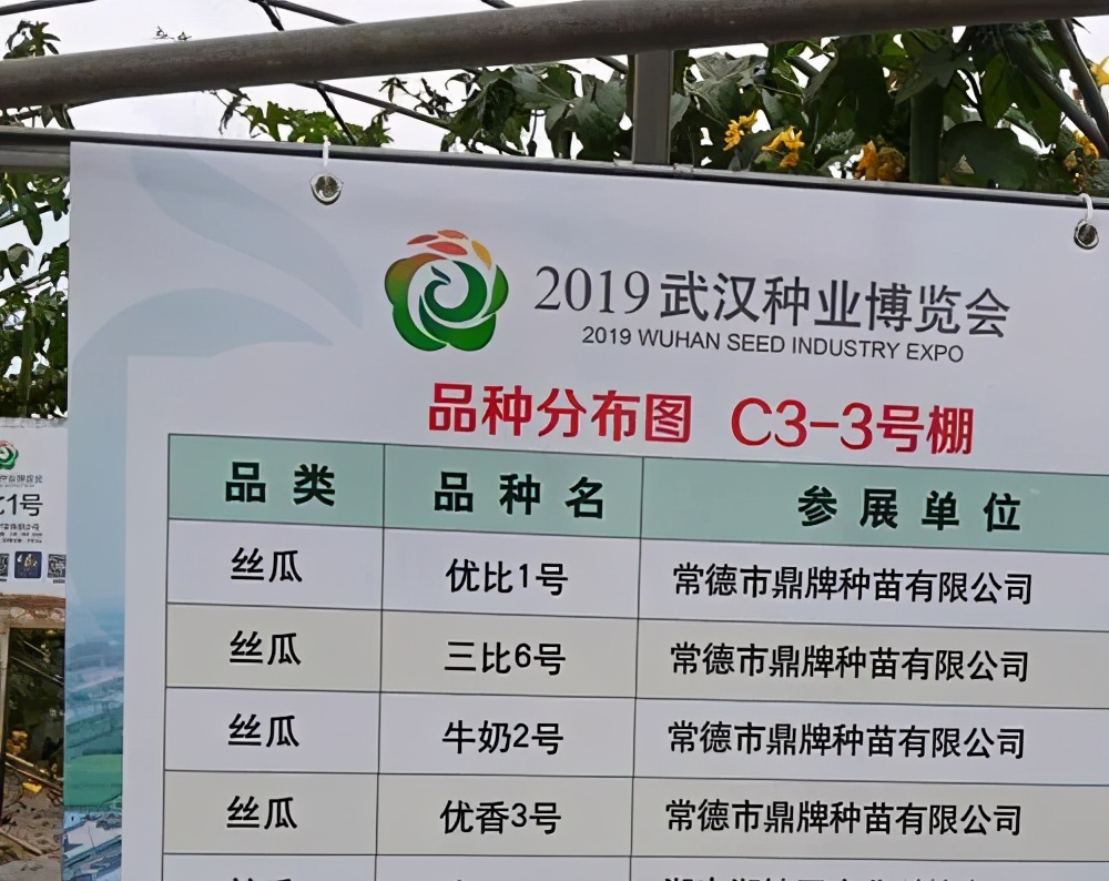 這個(gè)絲瓜畝產(chǎn)可達(dá)8000公斤，菜農(nóng)2021年致富的絲瓜品種