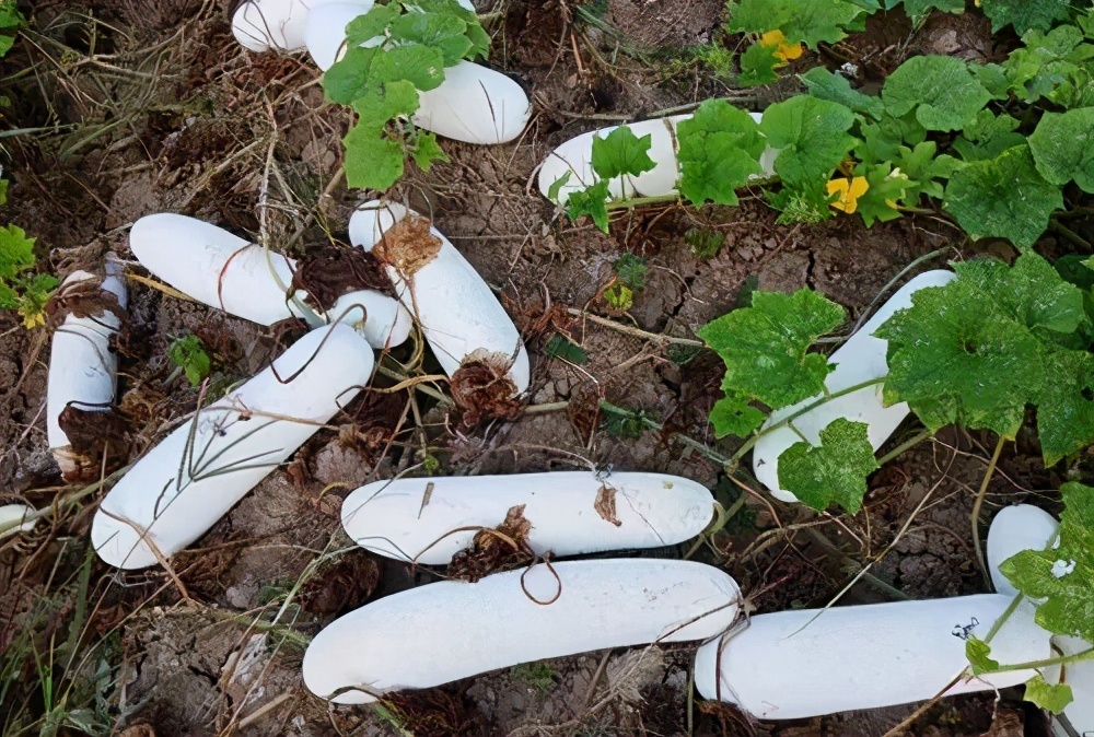 這個冬瓜品種放1年不壞，口感脆甜，多年科研就為打造這1個爆品