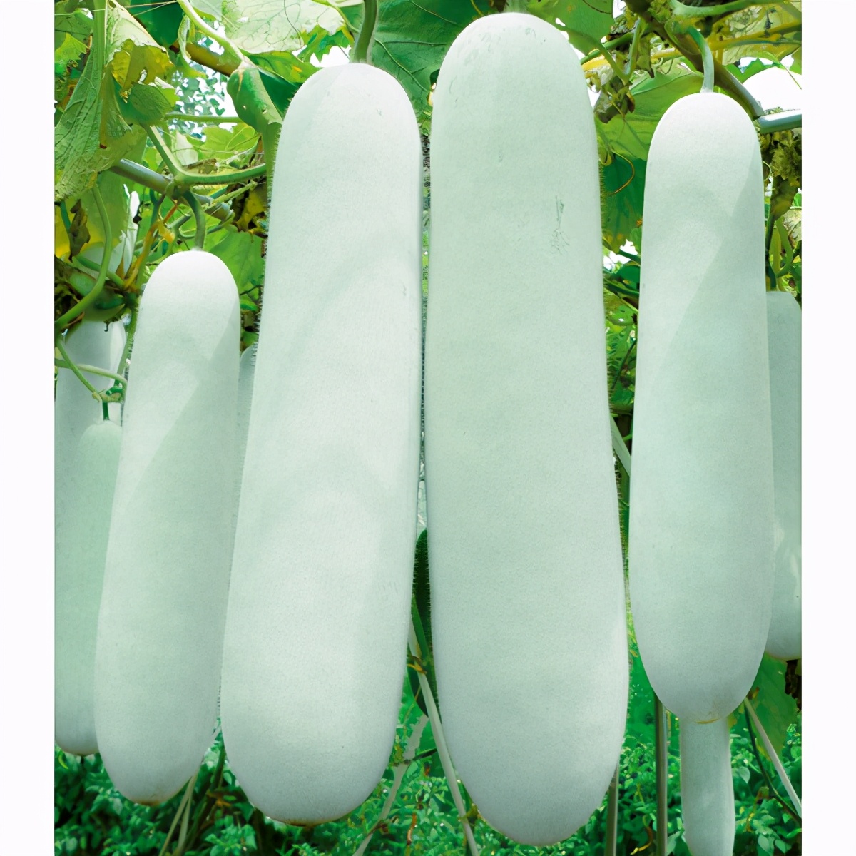 這個冬瓜品種放1年不壞，口感脆甜，多年科研就為打造這1個爆品