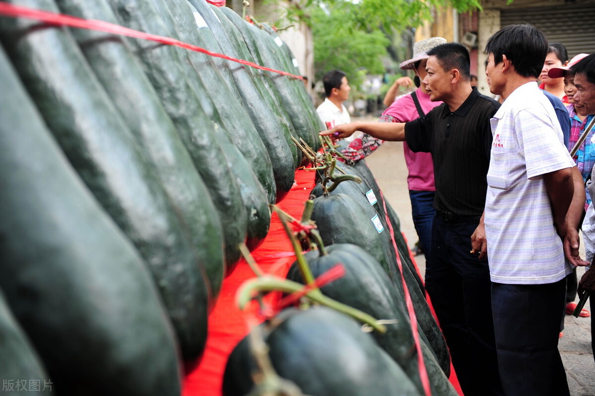 這個冬瓜品種放1年不壞，口感脆甜，多年科研就為打造這1個爆品