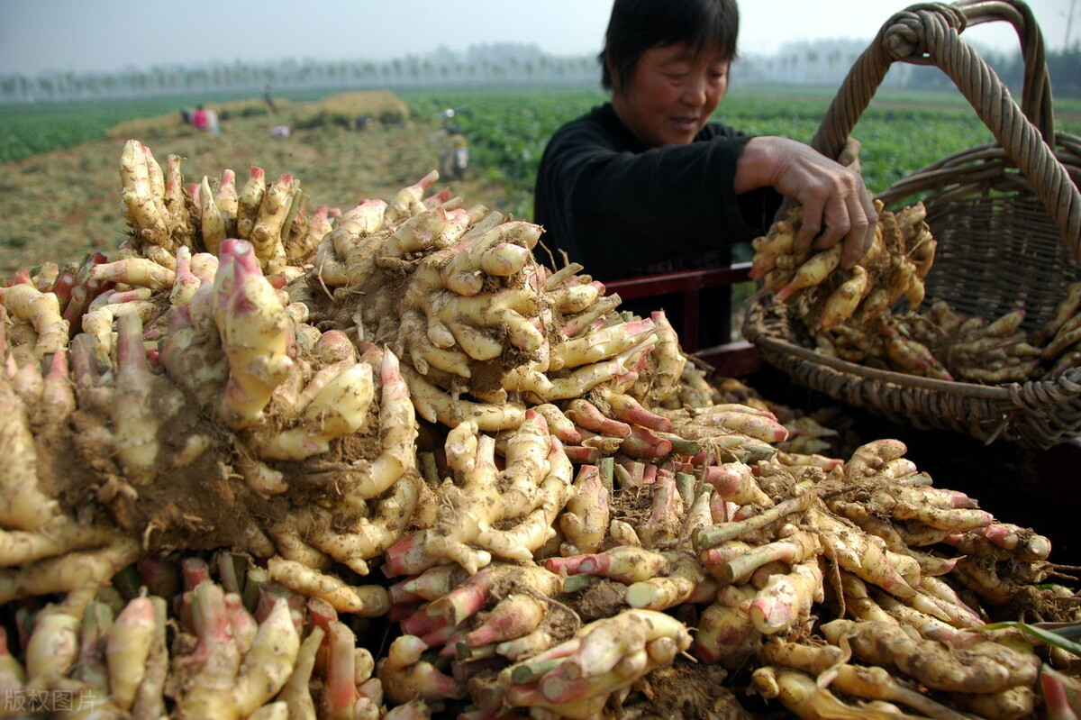 時(shí)隔三年，向錢(qián)蔥、姜你軍又來(lái)了，心動(dòng)了嗎？來(lái)年你會(huì)換品種嗎？