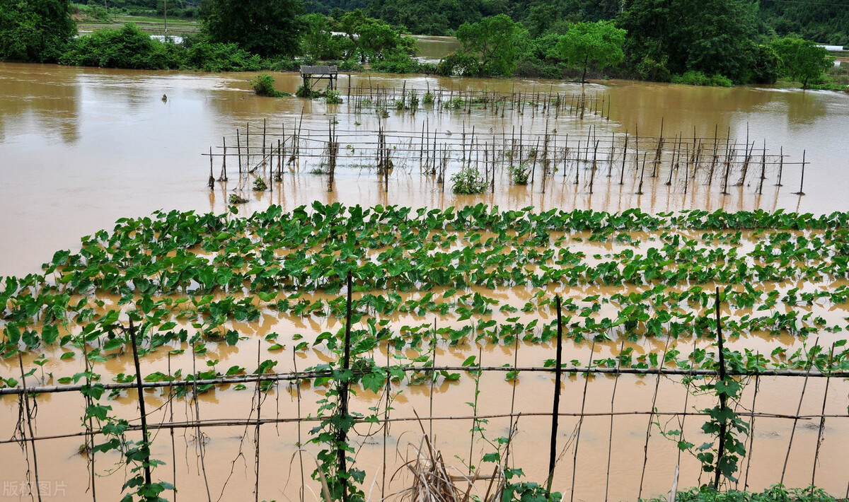 時(shí)隔三年，向錢(qián)蔥、姜你軍又來(lái)了，心動(dòng)了嗎？來(lái)年你會(huì)換品種嗎？
