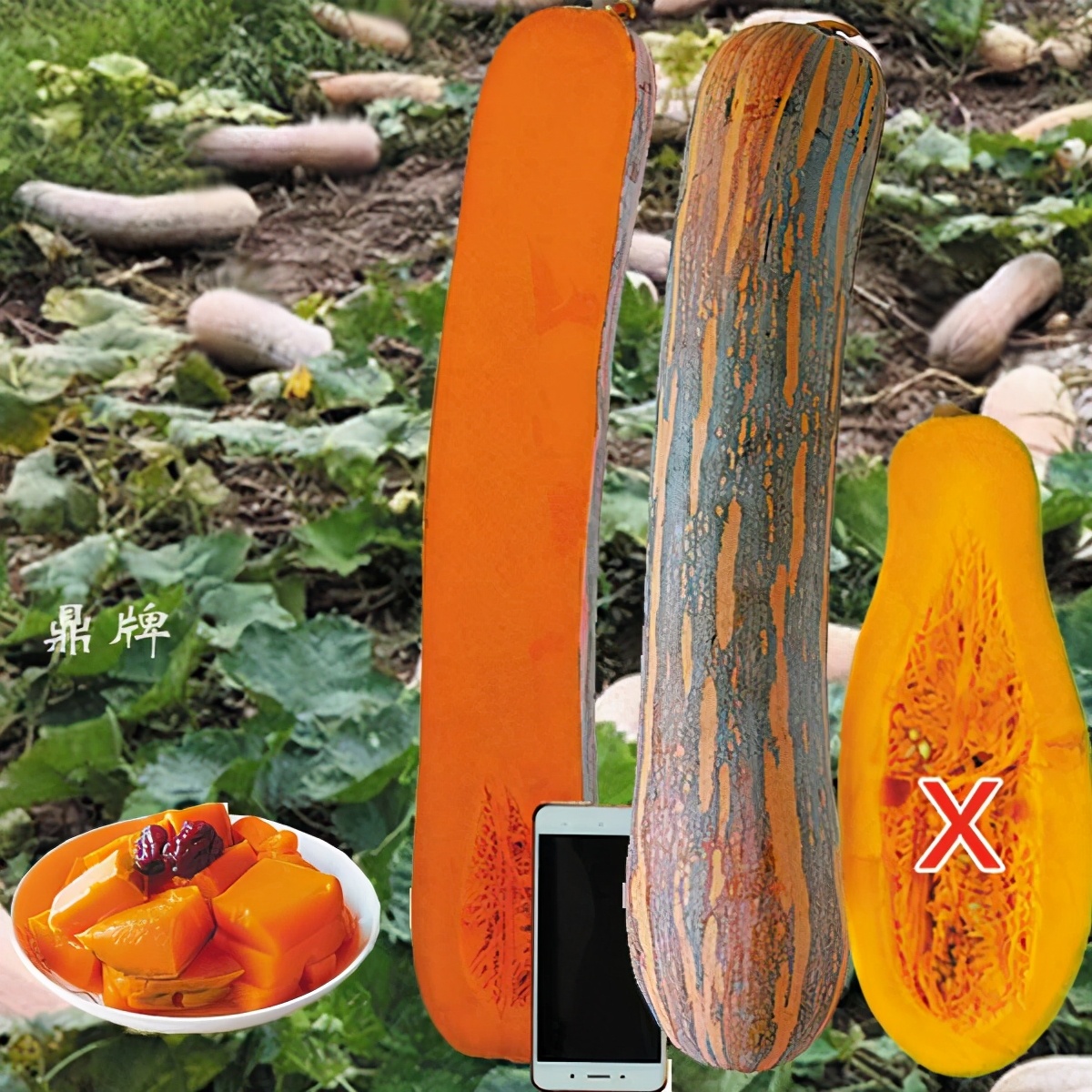 時(shí)隔三年，向錢(qián)蔥、姜你軍又來(lái)了，心動(dòng)了嗎？來(lái)年你會(huì)換品種嗎？