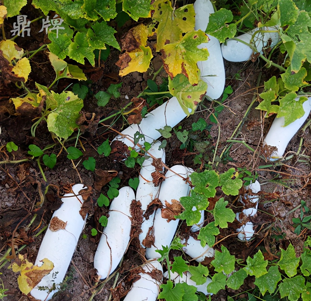 畝產(chǎn)值可達3萬元的冬瓜終上市，21年科研沉淀成就它