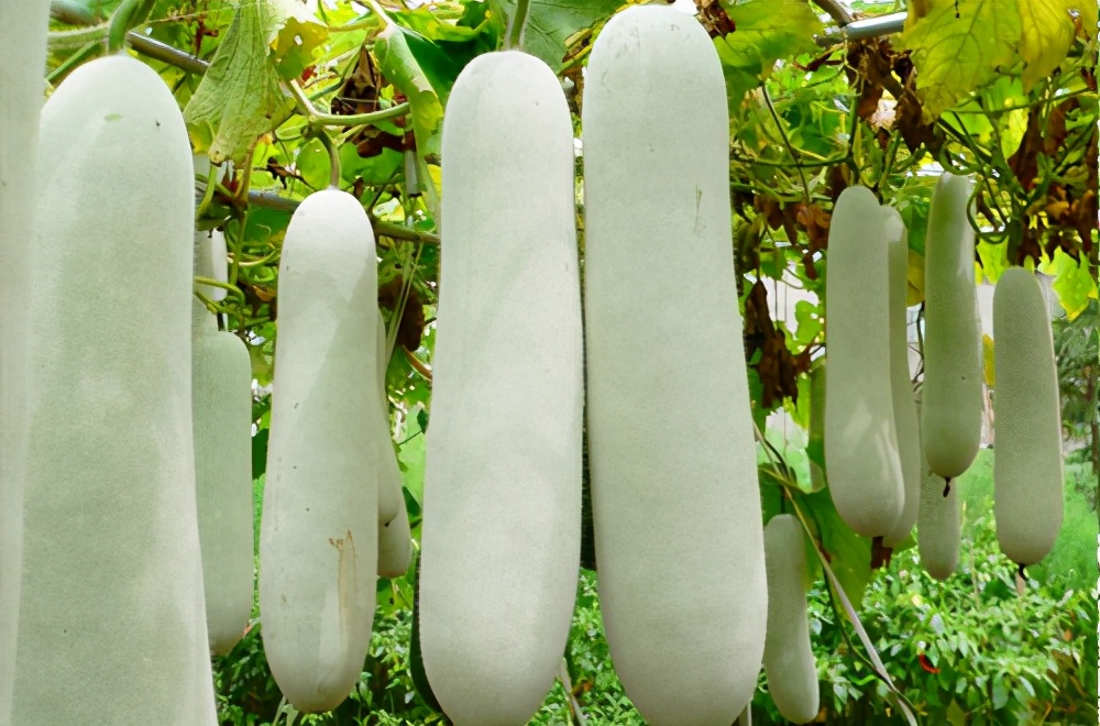 畝產(chǎn)值可達3萬元的冬瓜終上市，21年科研沉淀成就它