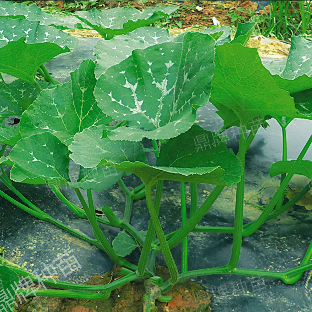 種這種綠葉菜，栽培輕松，畝產(chǎn)值過萬元，菜農(nóng)表示很劃算