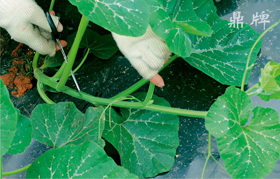 種這種綠葉菜，栽培輕松，畝產(chǎn)值過萬元，菜農(nóng)表示很劃算