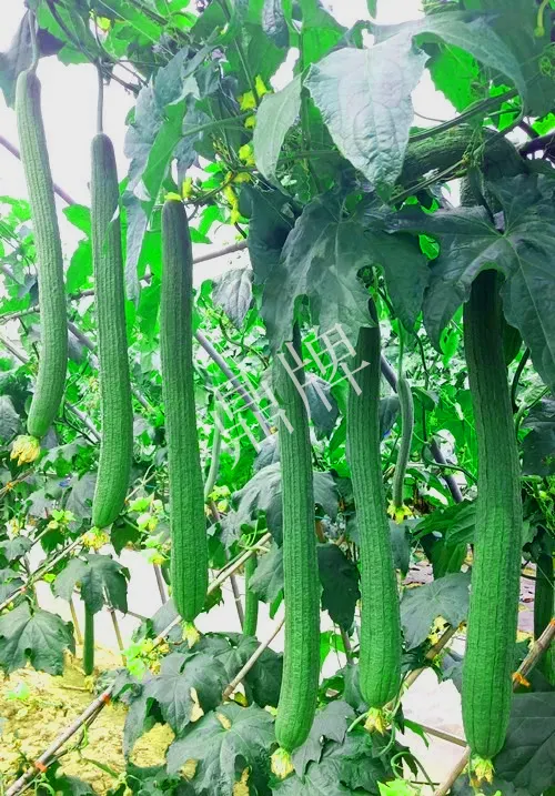 它是絲瓜種植戶的新選擇，節(jié)節(jié)有瓜，瓜長而不彎曲