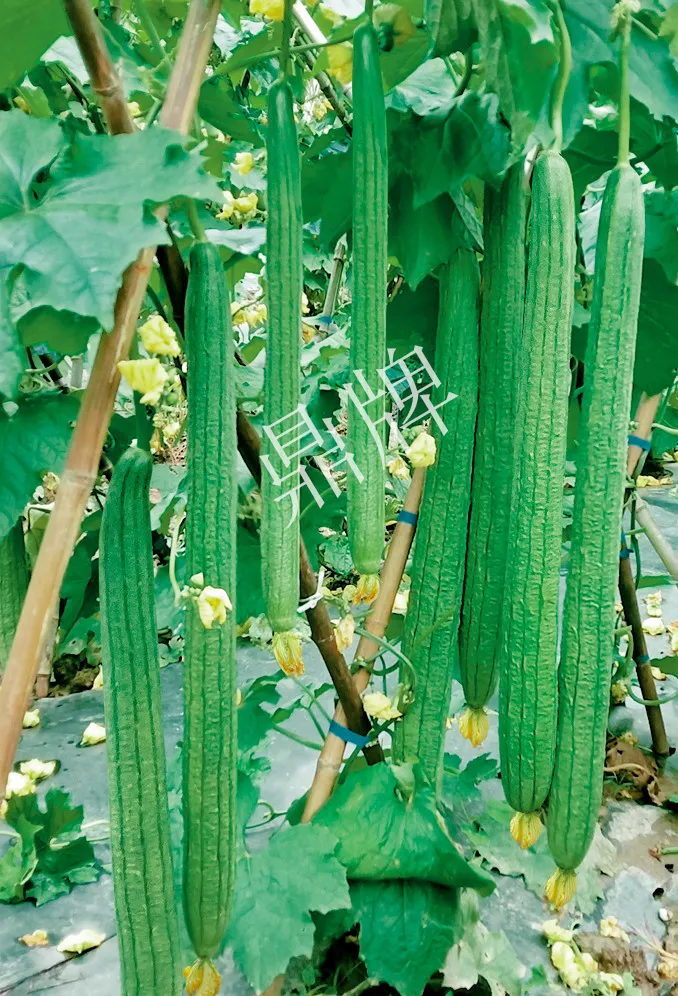 它是絲瓜種植戶的新選擇，節(jié)節(jié)有瓜，瓜長而不彎曲