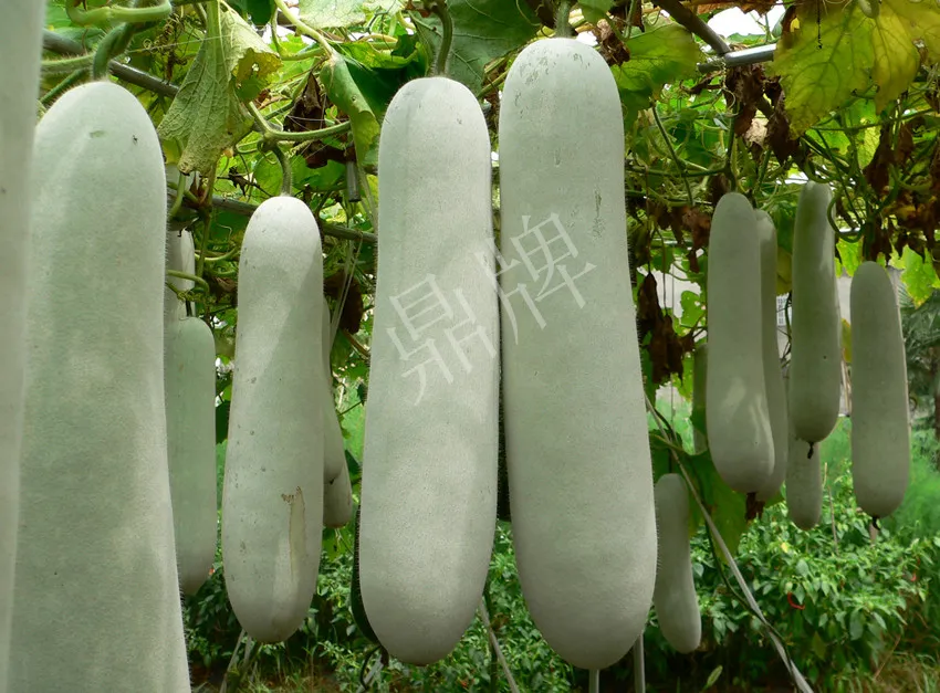 這個(gè)品種太優(yōu)秀了！耐儲(chǔ)耐運(yùn)，適合大面積種植，菜農(nóng)瓜販都喜歡