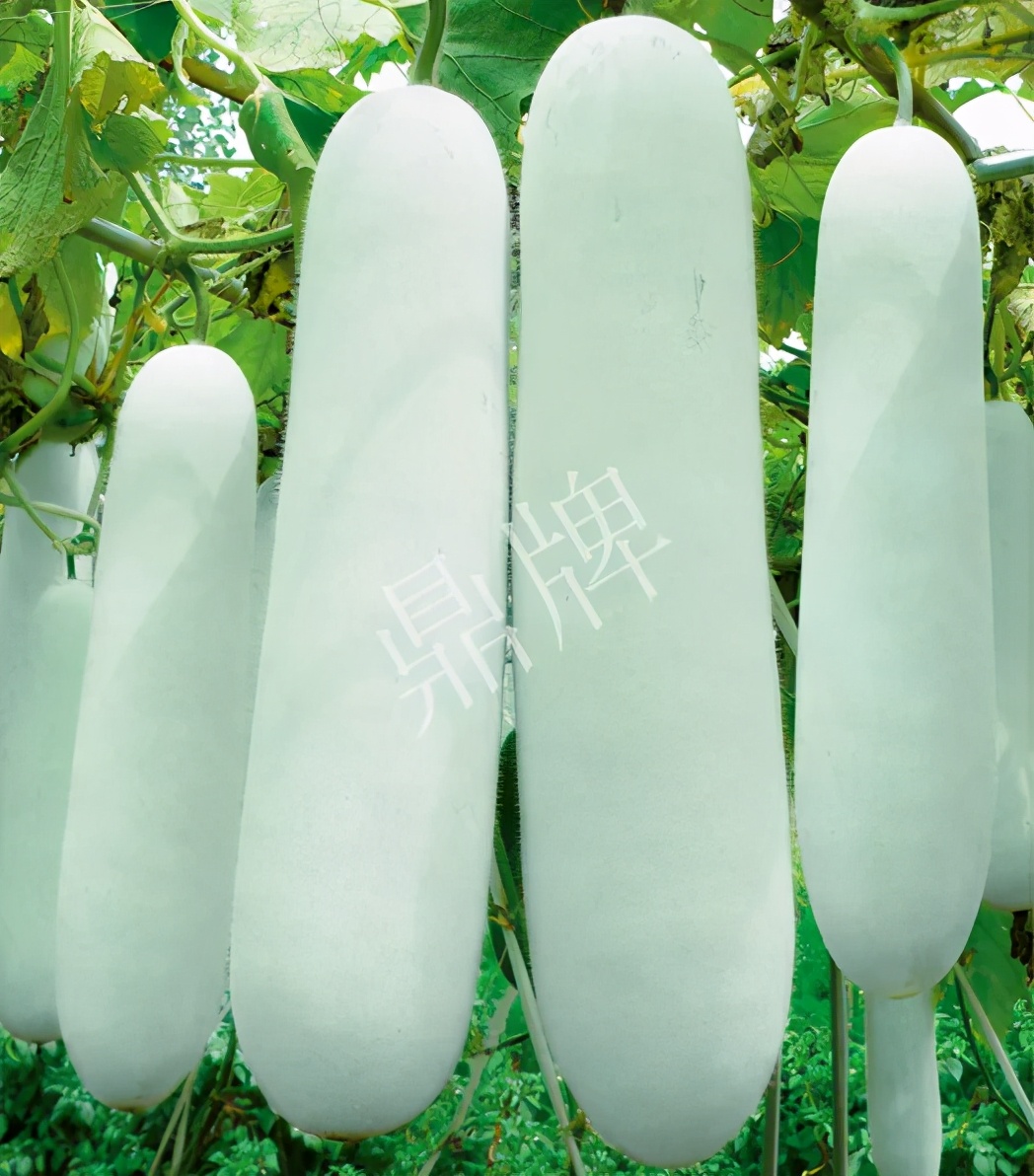 這個(gè)品種太優(yōu)秀了！耐儲(chǔ)耐運(yùn)，適合大面積種植，菜農(nóng)瓜販都喜歡