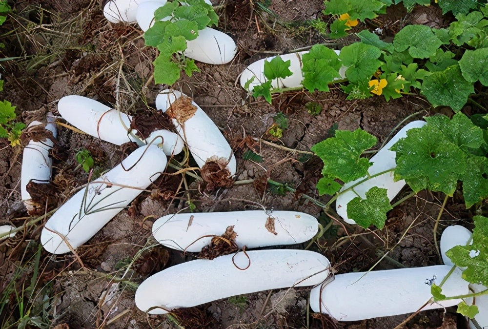 這個(gè)品種太優(yōu)秀了！耐儲(chǔ)耐運(yùn)，適合大面積種植，菜農(nóng)瓜販都喜歡