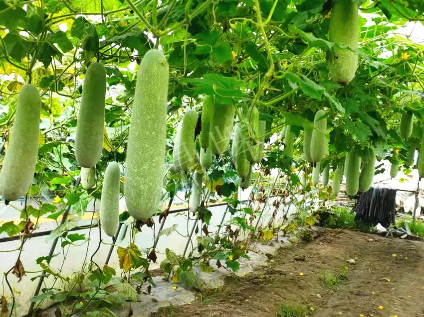 什么品種的冬瓜按個(gè)買？?jī)r(jià)格是同期黑皮冬瓜五倍