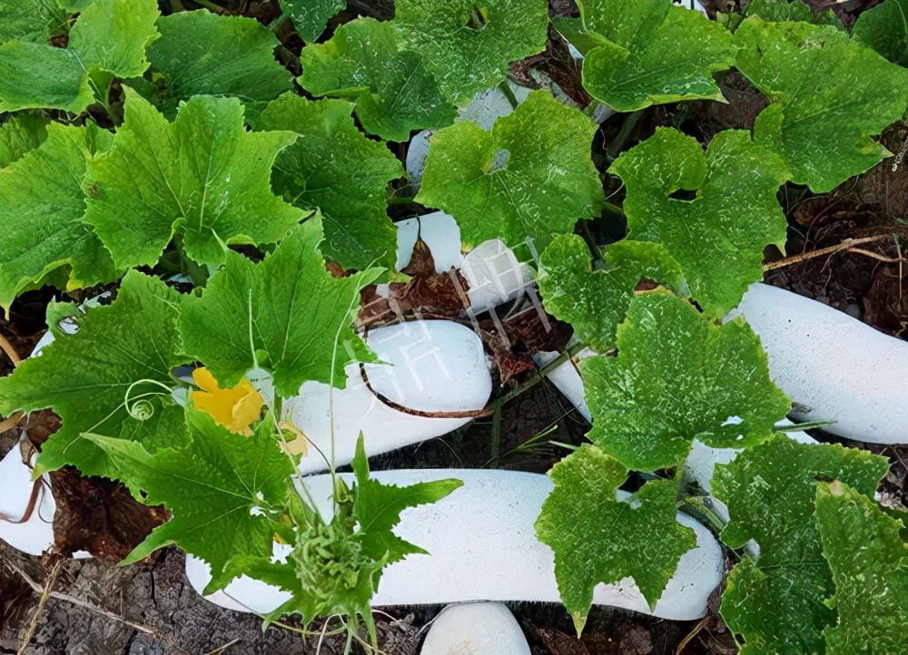 什么品種的冬瓜按個(gè)買？?jī)r(jià)格是同期黑皮冬瓜五倍