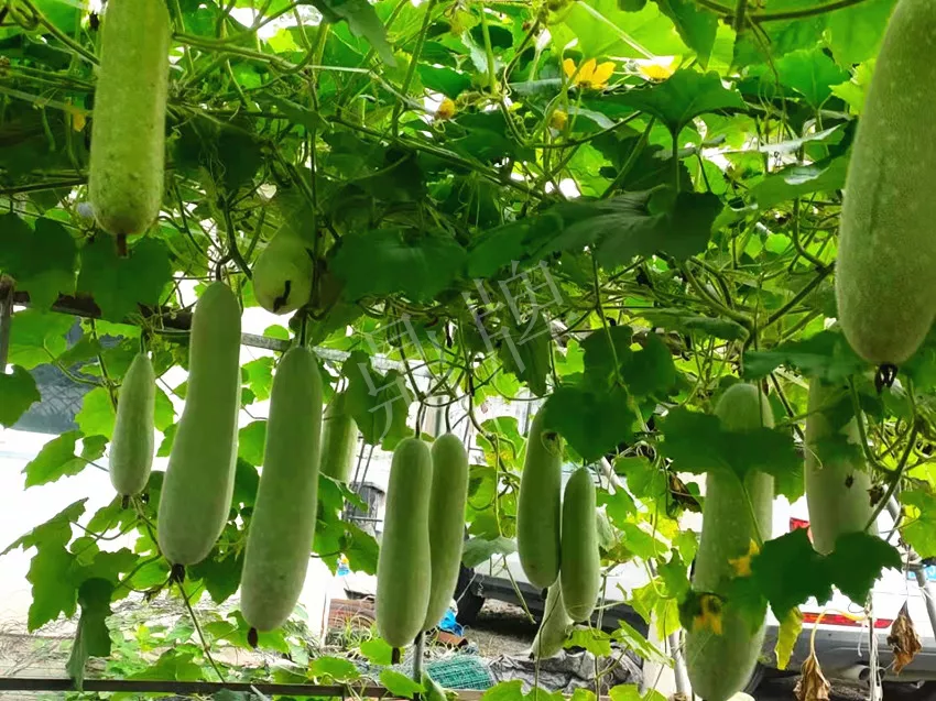 什么品種的冬瓜按個(gè)買？?jī)r(jià)格是同期黑皮冬瓜五倍