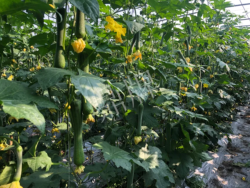 這個絲瓜怎么種都優(yōu)秀！賣價和產(chǎn)量都很高