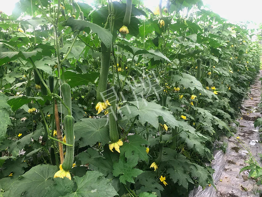 這個絲瓜怎么種都優(yōu)秀！賣價和產(chǎn)量都很高