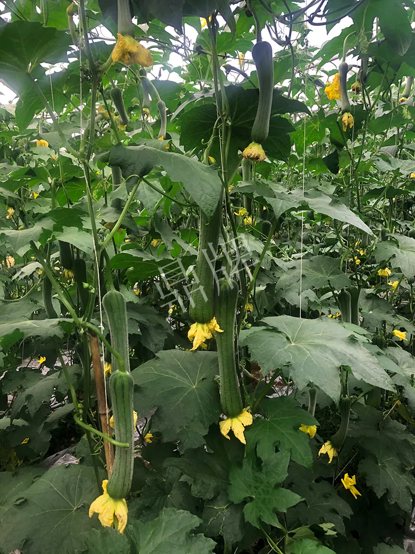 這個絲瓜怎么種都優(yōu)秀！賣價和產(chǎn)量都很高