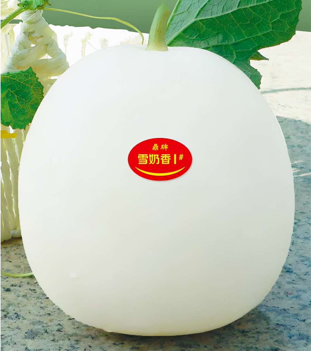 河南焦作的李向林今年種植甜瓜新品種，客戶直接拉貨走人