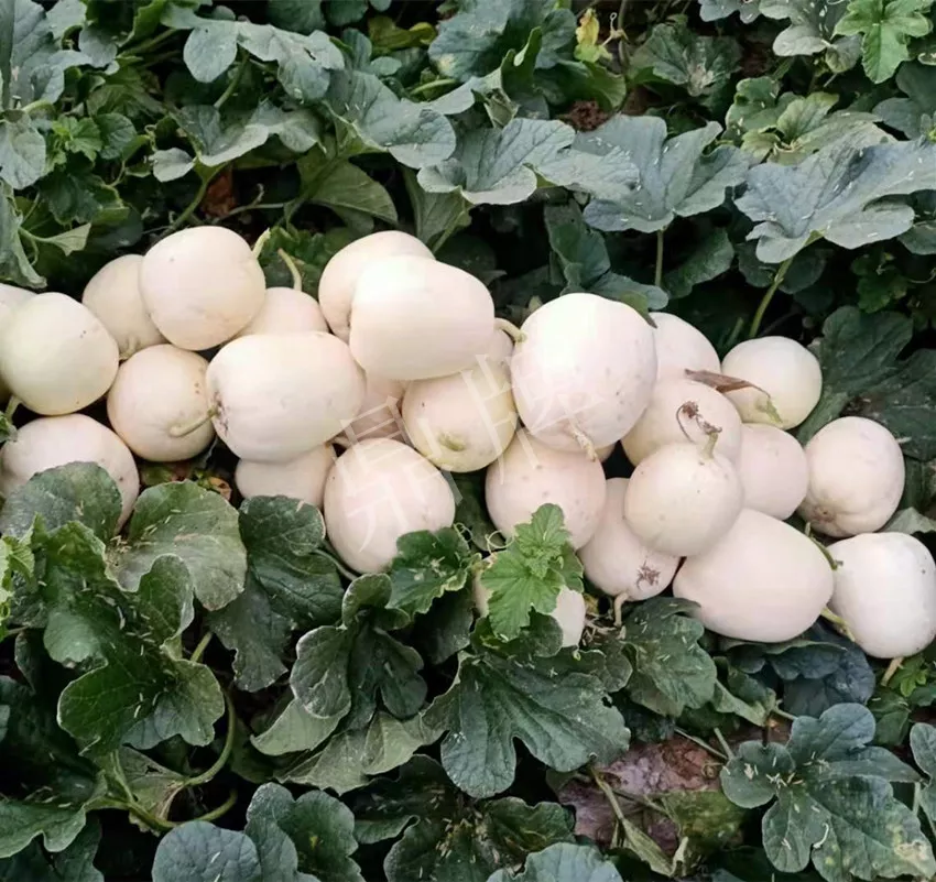 河南焦作的李向林今年種植甜瓜新品種，客戶直接拉貨走人