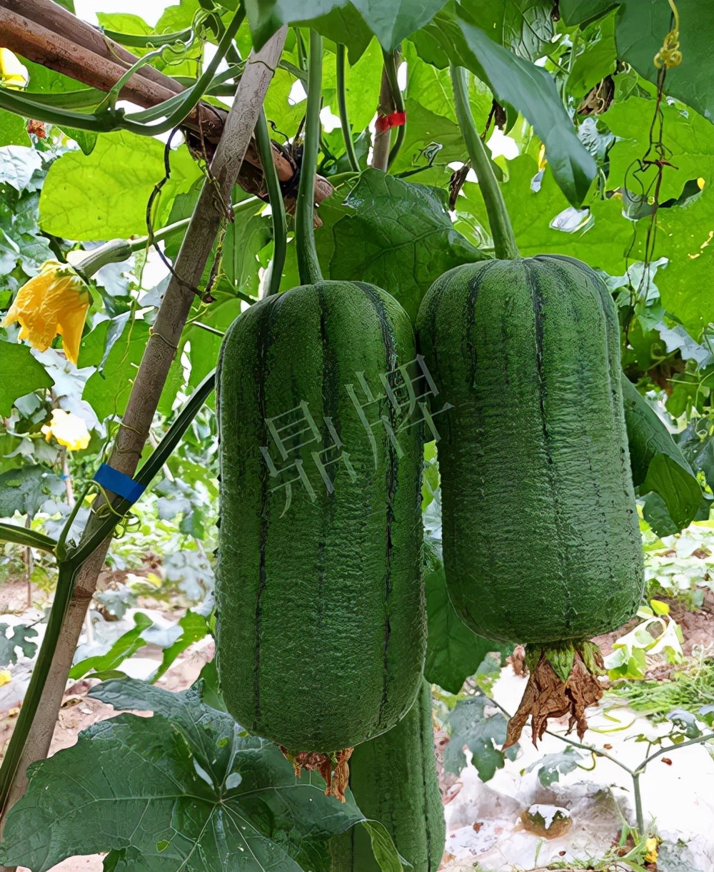 臺(tái)州的曾方明試種新品種，畝收入超過6萬(wàn)元