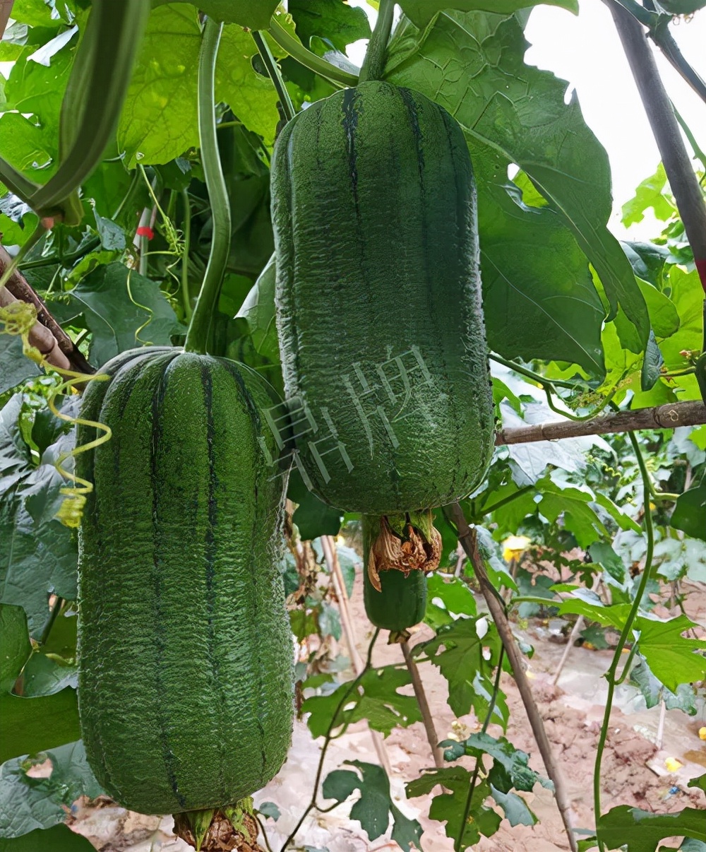 臺(tái)州的曾方明試種新品種，畝收入超過6萬(wàn)元