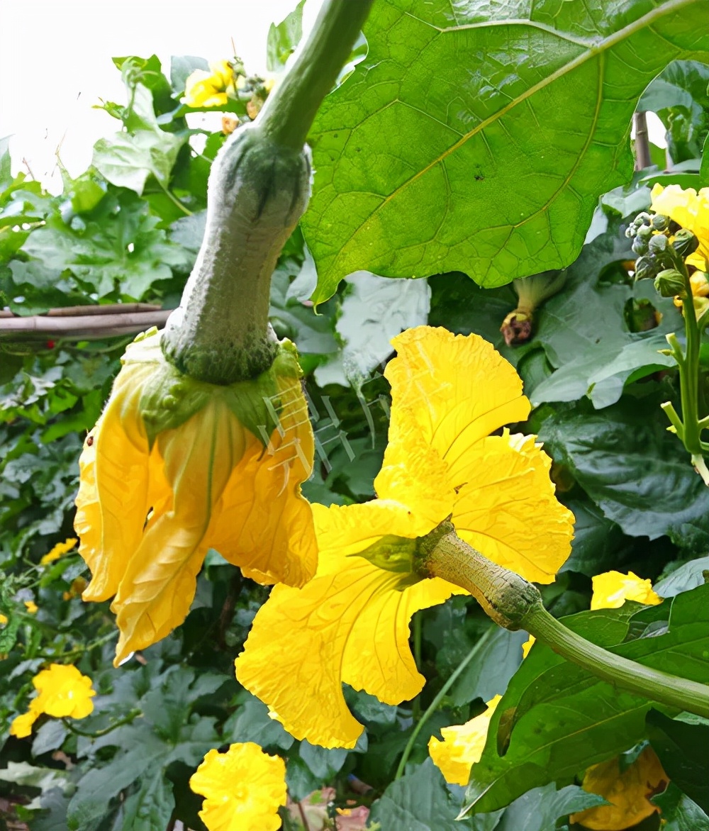 臺(tái)州的曾方明試種新品種，畝收入超過6萬(wàn)元