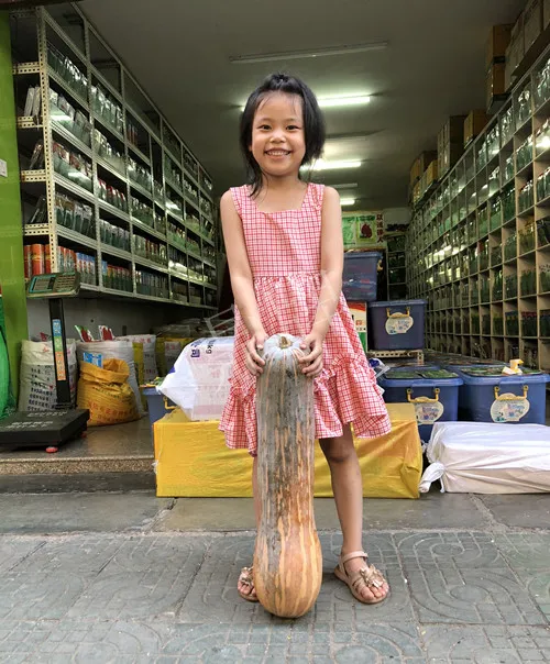 四川農(nóng)戶今年種“健美蜜本”南瓜產(chǎn)量高，品質(zhì)好，感覺(jué)巴適得很