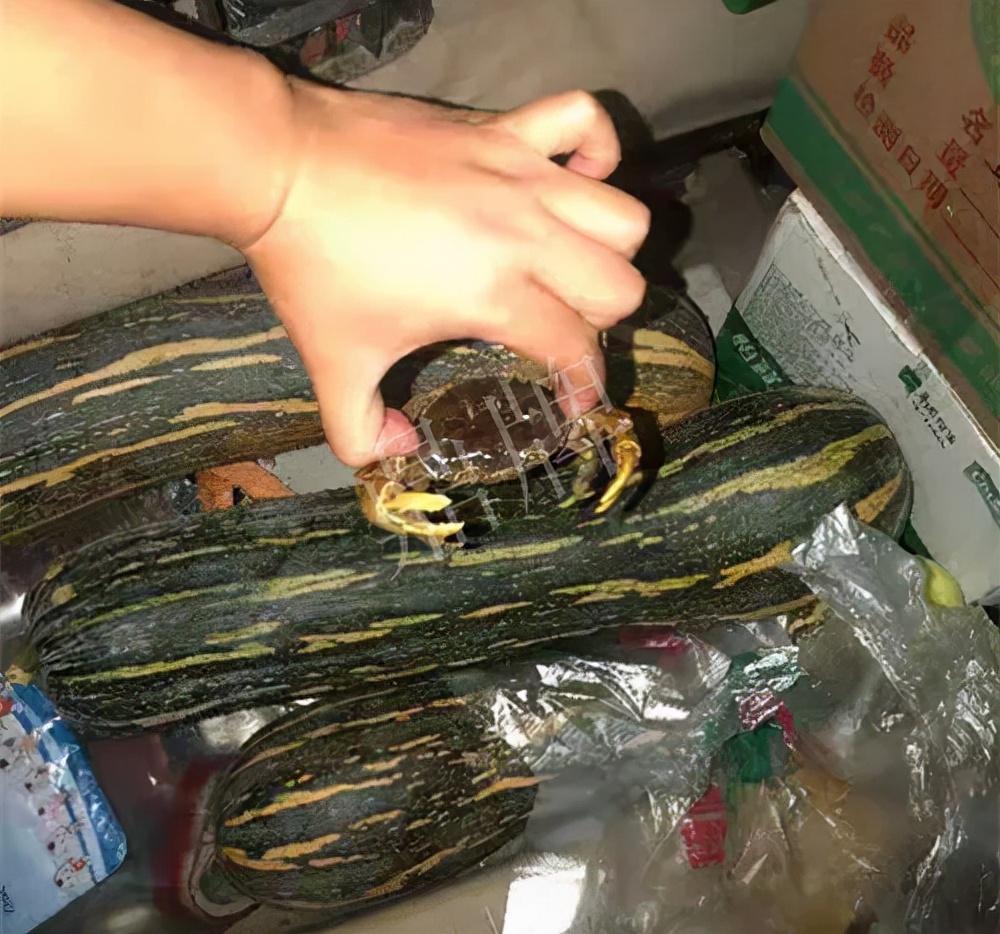 四川農(nóng)戶今年種“健美蜜本”南瓜產(chǎn)量高，品質(zhì)好，感覺(jué)巴適得很