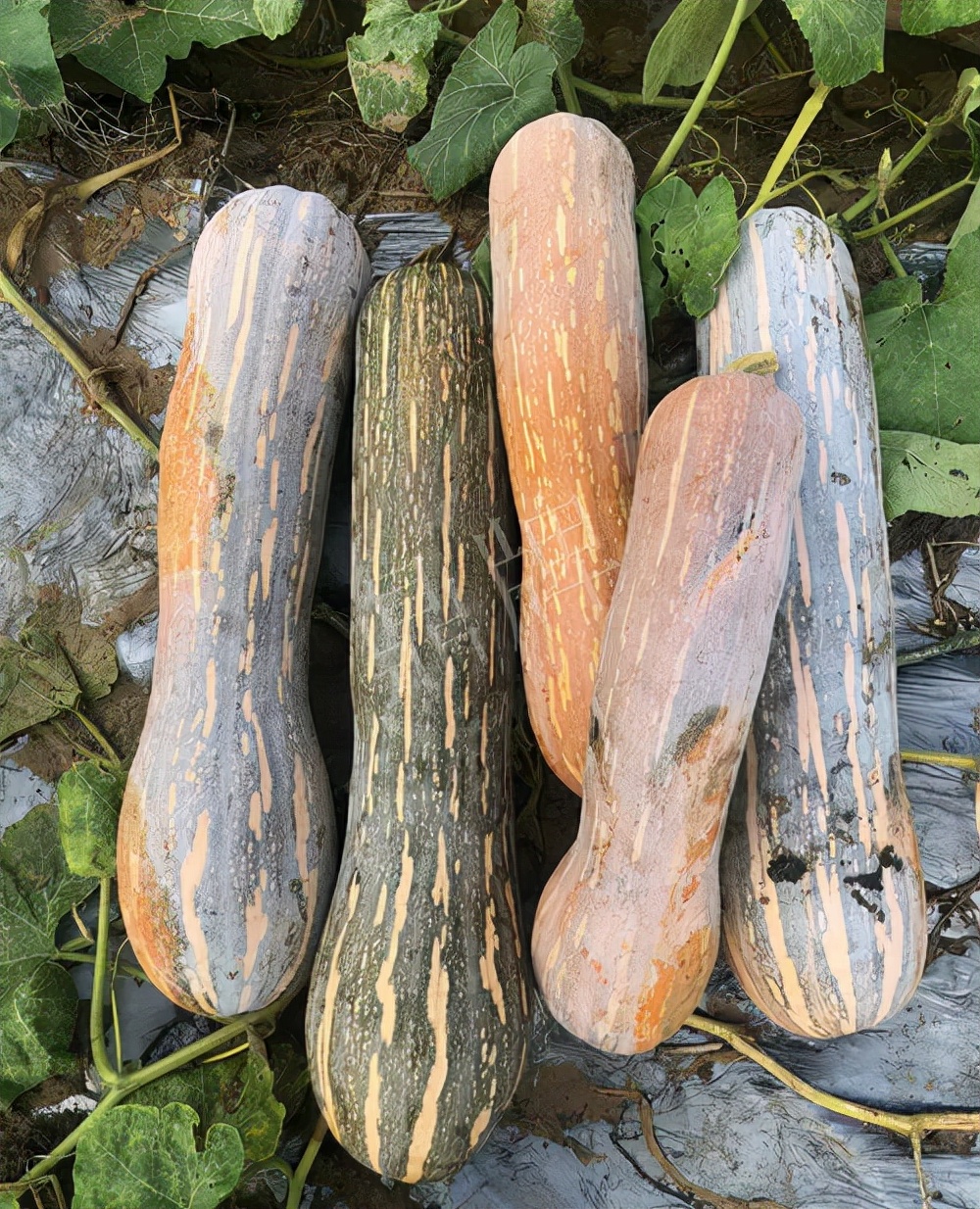 四川農(nóng)戶今年種“健美蜜本”南瓜產(chǎn)量高，品質(zhì)好，感覺(jué)巴適得很