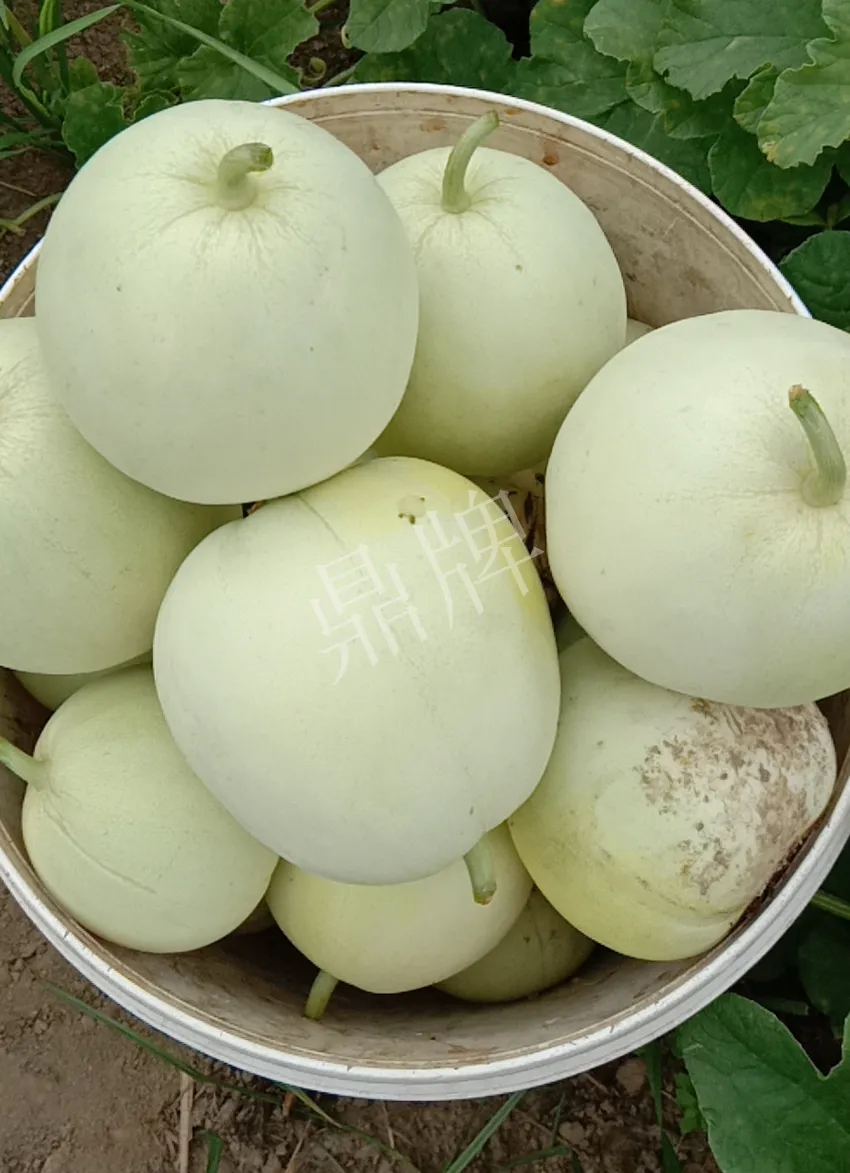 其他品種的甜瓜2塊1斤都賣不動，我的玉奶香2號甜瓜2塊5直接搶