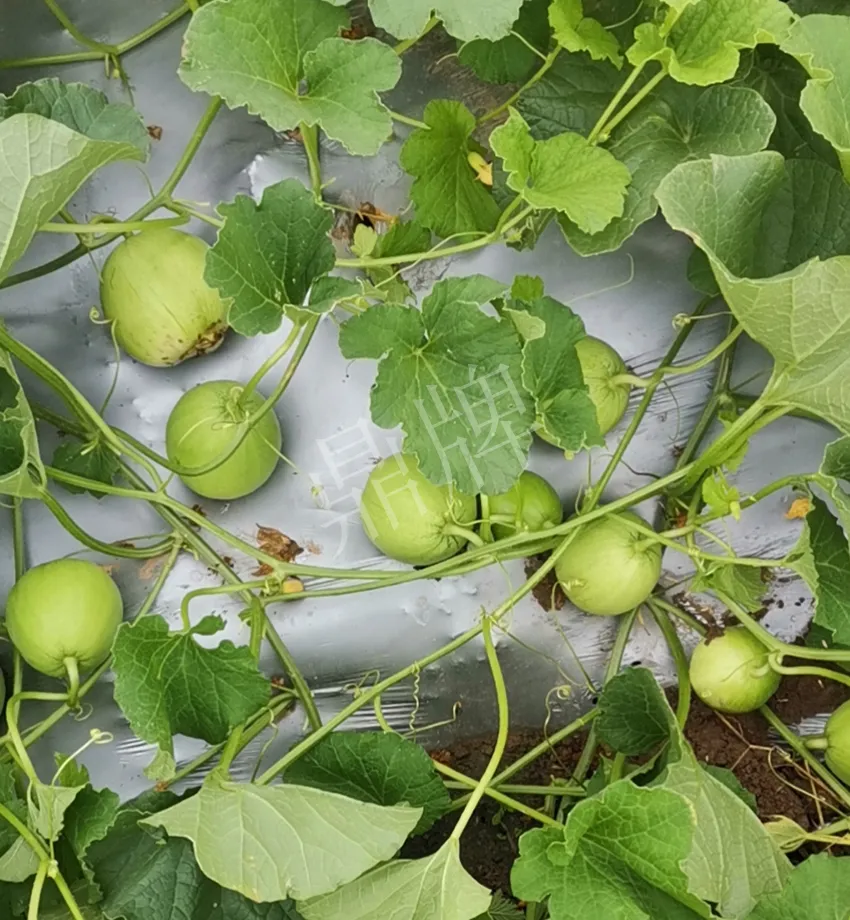 其他品種的甜瓜2塊1斤都賣不動，我的玉奶香2號甜瓜2塊5直接搶