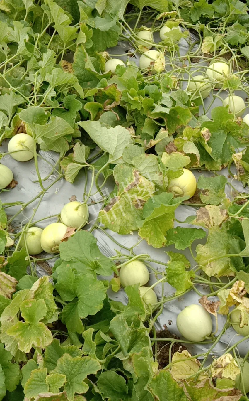 其他品種的甜瓜2塊1斤都賣不動，我的玉奶香2號甜瓜2塊5直接搶