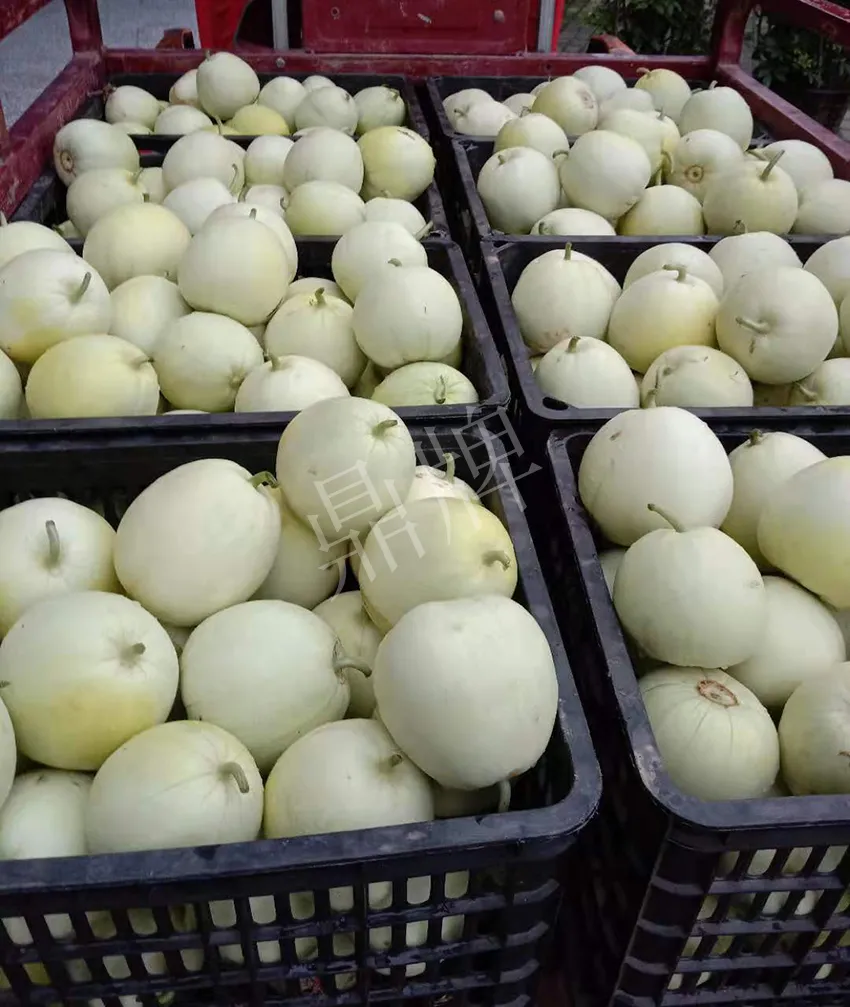 其他品種的甜瓜2塊1斤都賣不動，我的玉奶香2號甜瓜2塊5直接搶