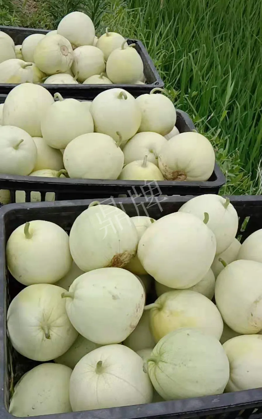 其他品種的甜瓜2塊1斤都賣不動，我的玉奶香2號甜瓜2塊5直接搶