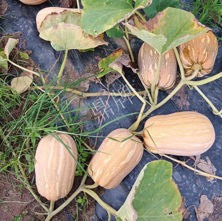 襄陽農(nóng)民“押寶”押對了，這個品種幫他賺了2倍錢