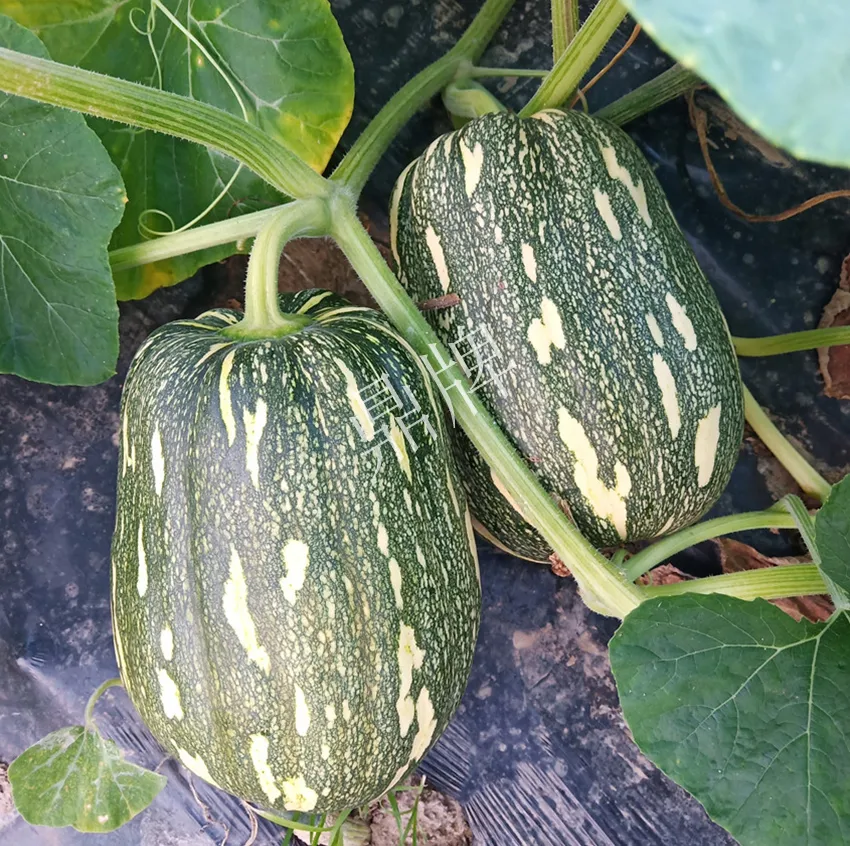 襄陽農(nóng)民“押寶”押對了，這個品種幫他賺了2倍錢