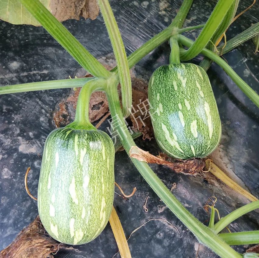 襄陽農(nóng)民“押寶”押對了，這個品種幫他賺了2倍錢